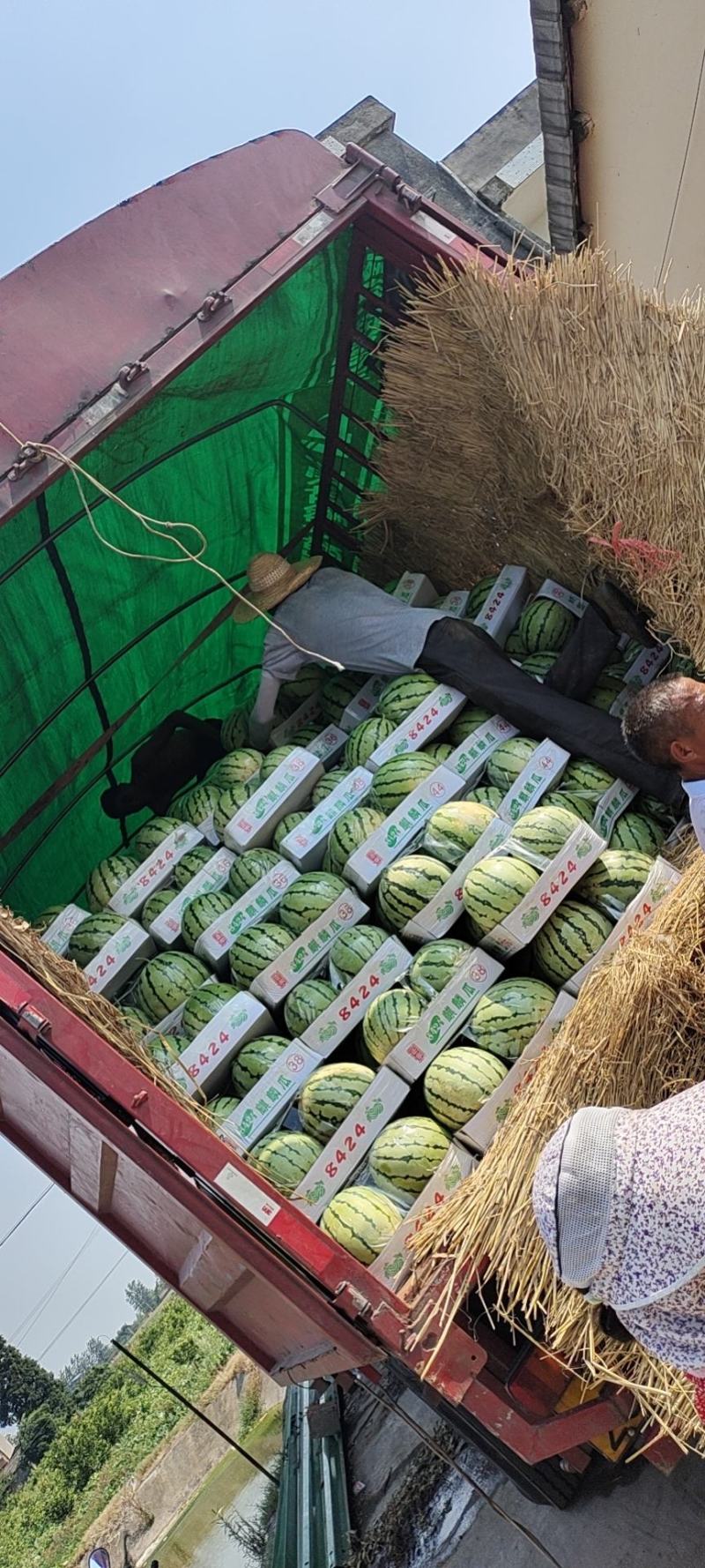 麒麟西瓜产地大量销售中，口感甜，基地直摘，实地采摘