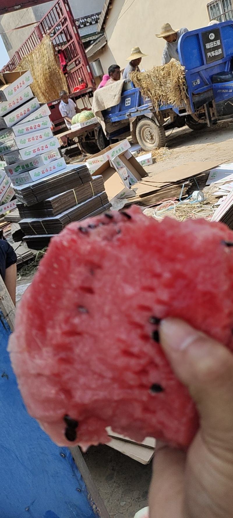 麒麟西瓜产地大量销售中，口感甜，基地直摘，实地采摘