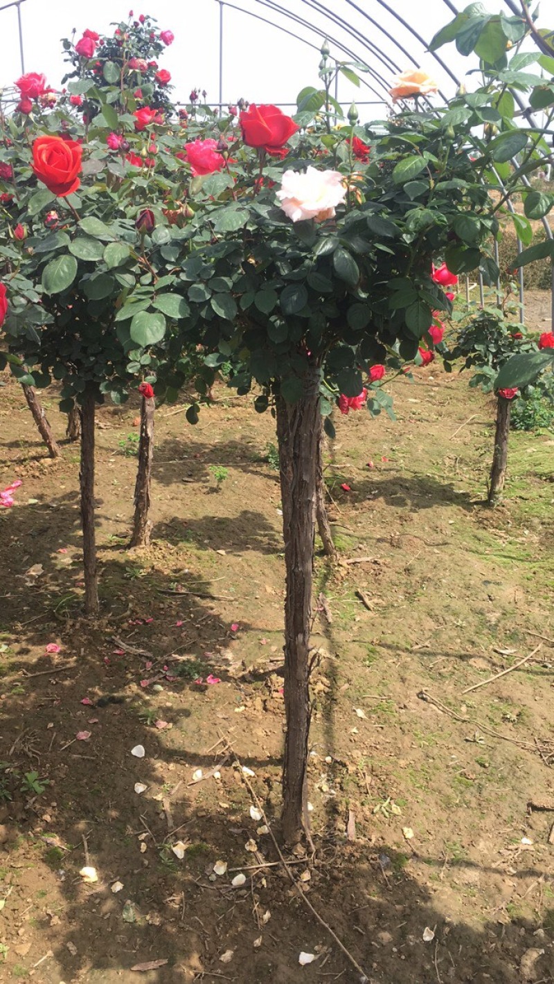 藤本月季树桩月季棒棒糖月季自家苗圃基地一手货源批发