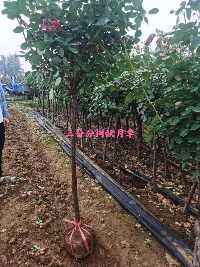 藤本月季树桩月季棒棒糖月季自家苗圃基地一手货源批发