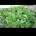 芥菜种子，一代交配，初收45天耐风雨，叶片长圆形浅绿色，