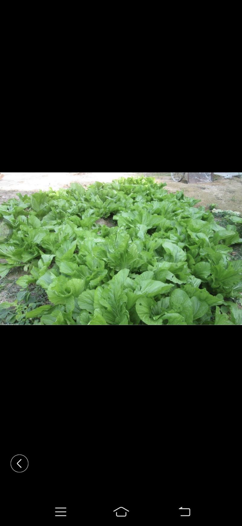 芥菜种子，一代交配，初收45天耐风雨，叶片长圆形浅绿色，