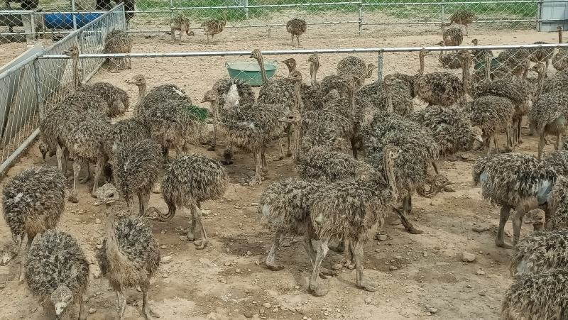 优质鸵鸟苗，幼苗量大现货，质量保证，全国发货，价格可谈