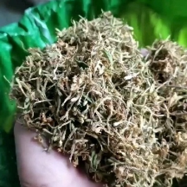 金银花