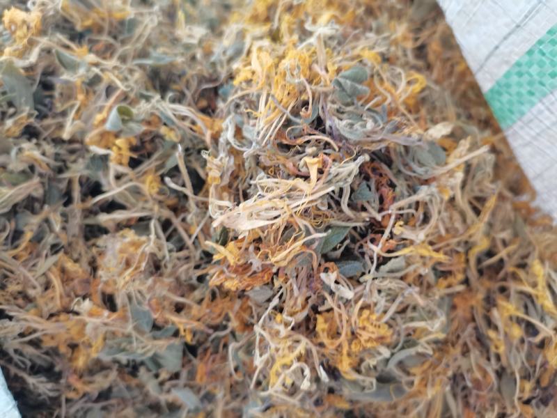 金银花