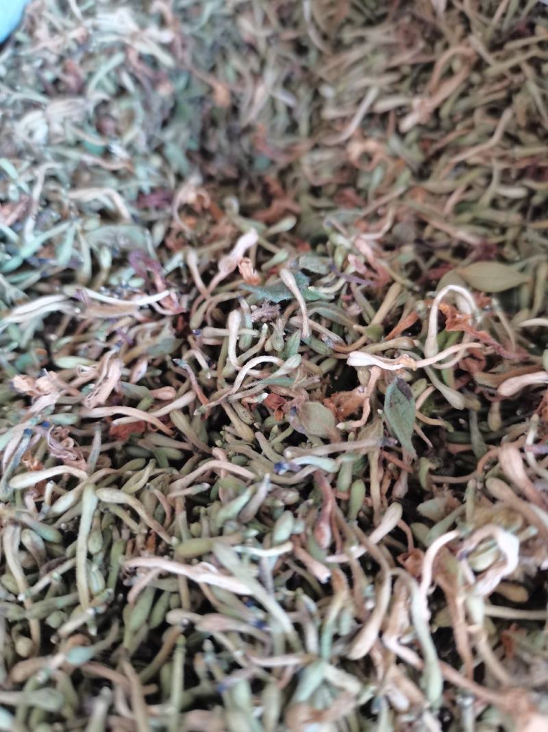 金银花