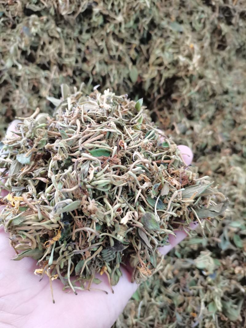 金银花