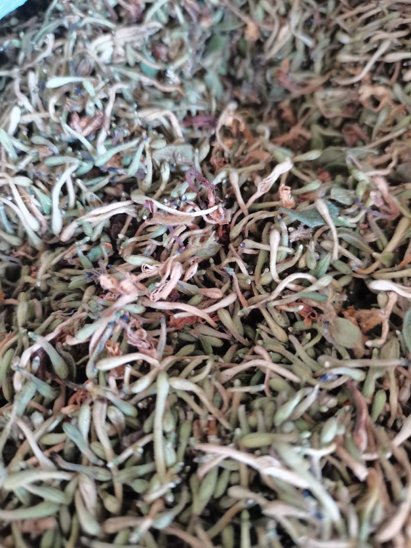 金银花