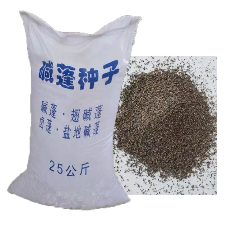 碱蓬草种子盐地碱蓬土壤改善沙地荒地耐盐碱治理护坡草籽