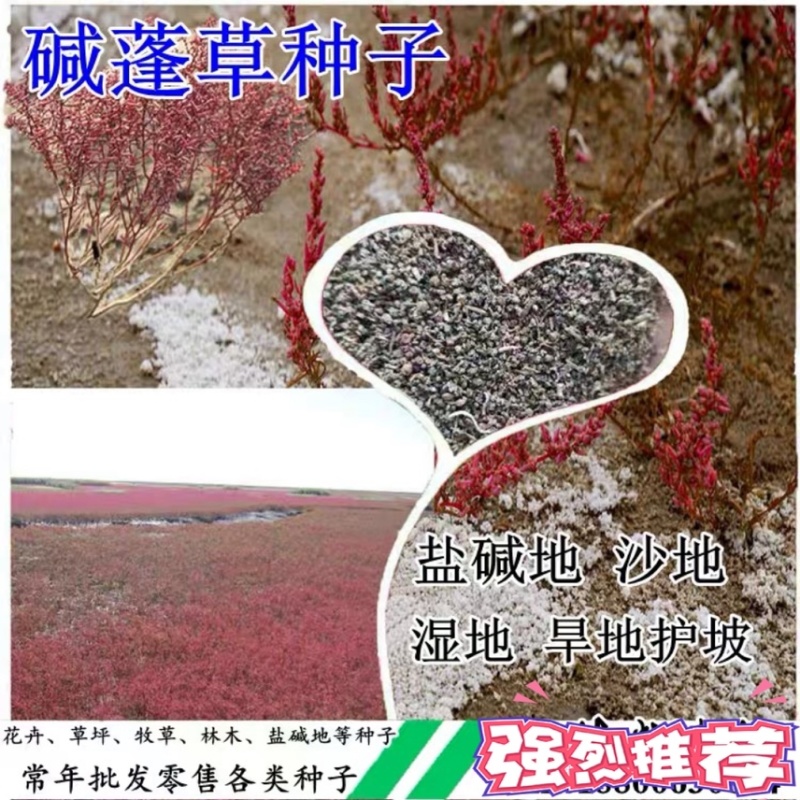 碱蓬草种子盐地碱蓬土壤改善沙地荒地耐盐碱治理护坡草籽