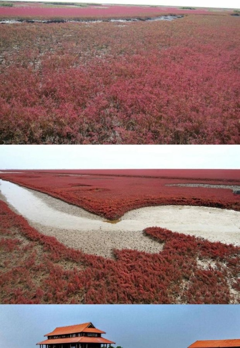 碱蓬草种子盐地碱蓬土壤改善沙地荒地耐盐碱治理护坡草籽