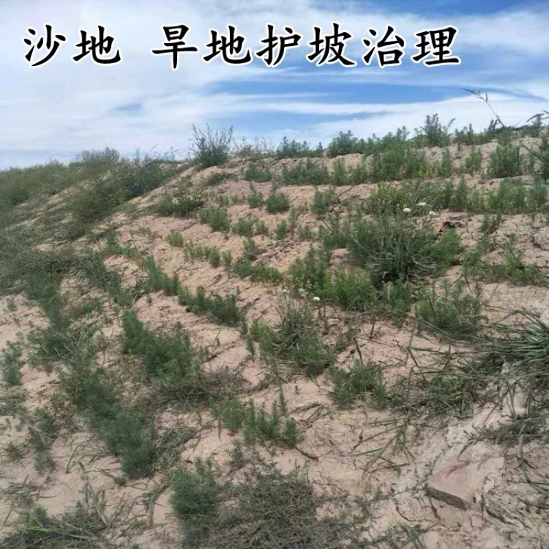 碱蓬草种子盐地碱蓬土壤改善沙地荒地耐盐碱治理护坡草籽