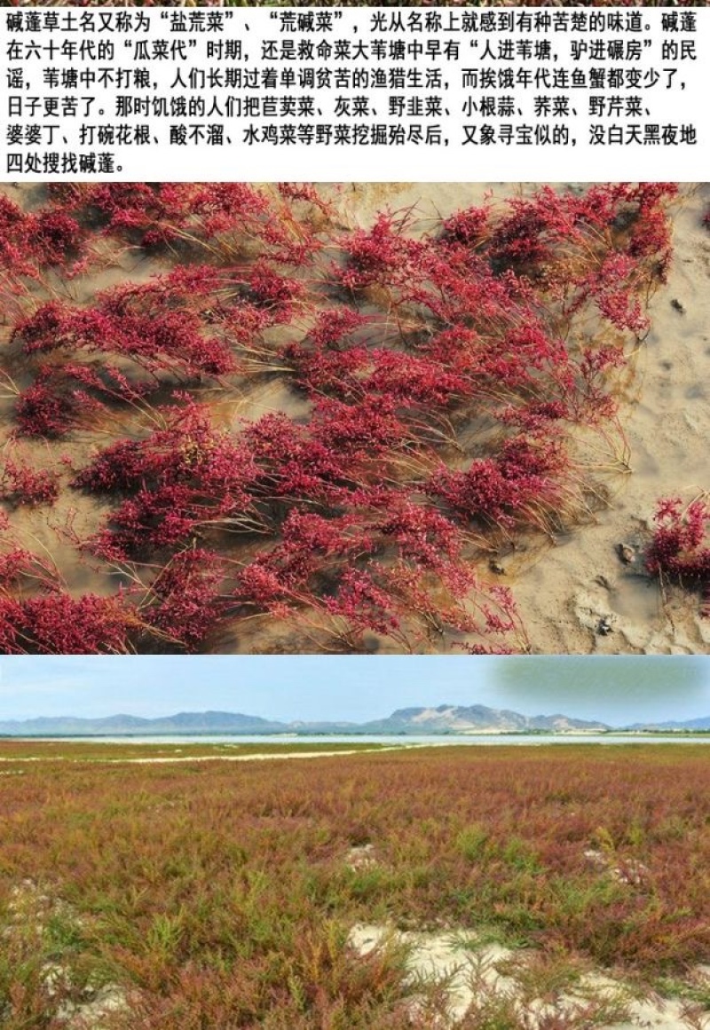 碱蓬草种子盐地碱蓬土壤改善沙地荒地耐盐碱治理护坡草籽