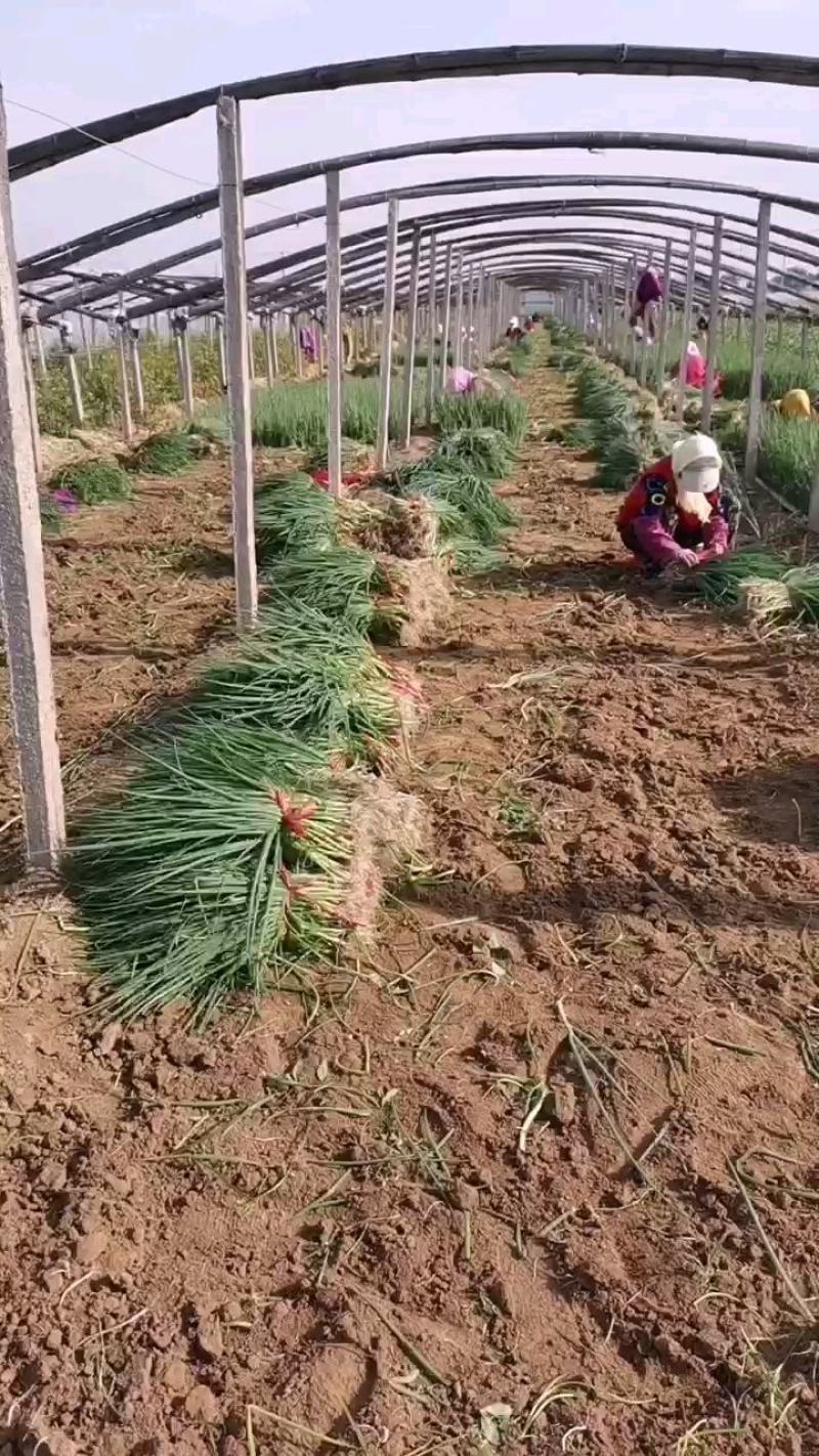 【精选】铁杆钢葱葱苗山东葱苗品种齐全质量保证每根都是批发价