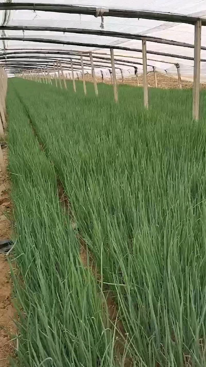 【优品】精选葱苗，山东葱苗，品种优良，多种规格可选，批发价