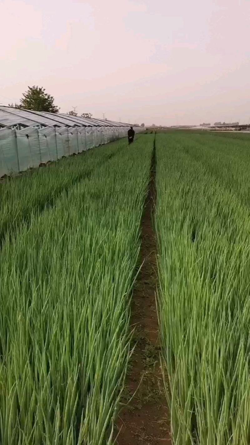 【优品】精选葱苗，山东葱苗，品种优良，多种规格可选，批发价