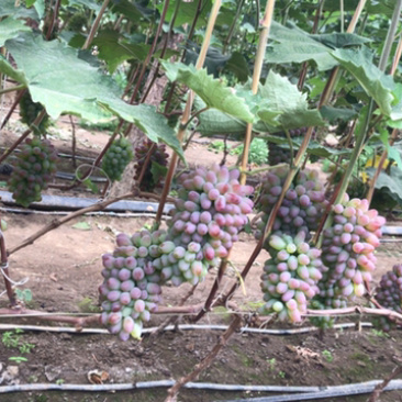 茉莉香葡萄🍇