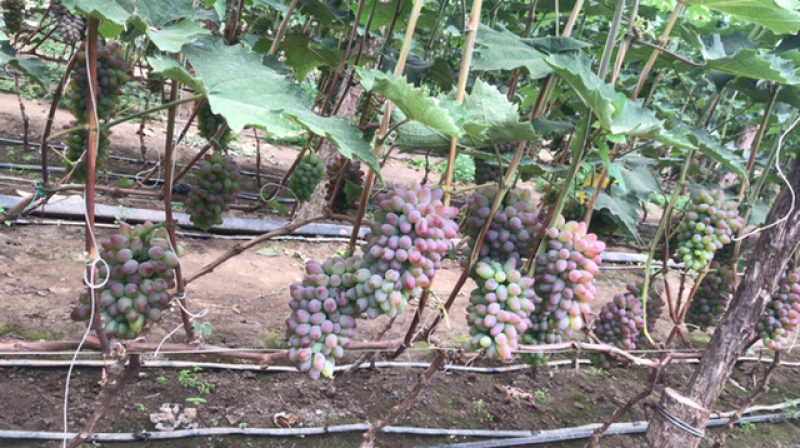 茉莉香葡萄🍇