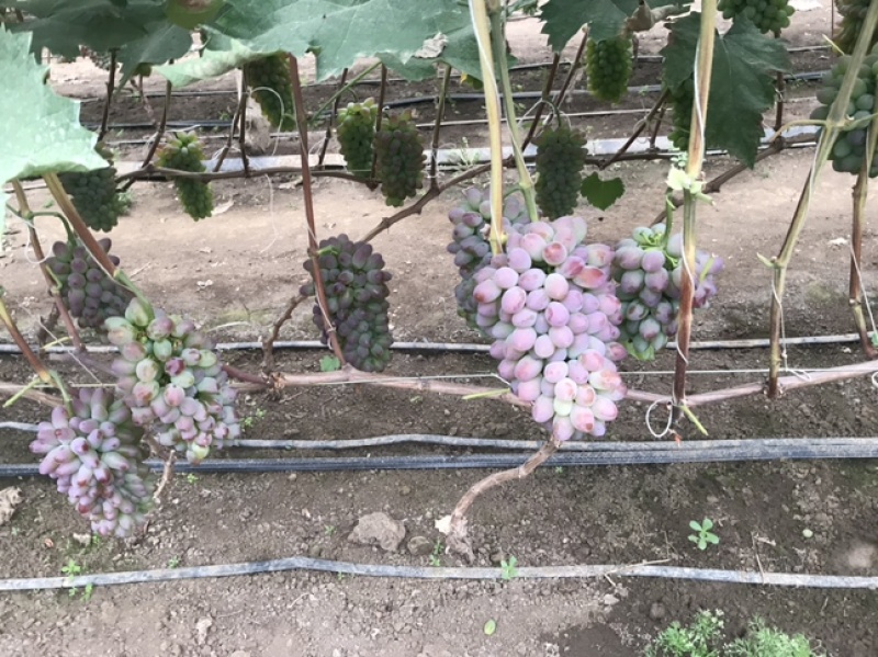 茉莉香葡萄🍇