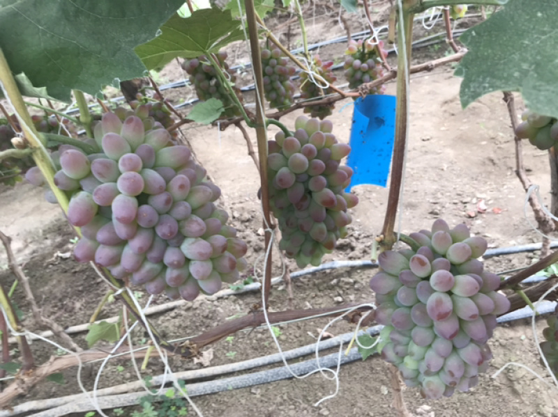茉莉香葡萄🍇