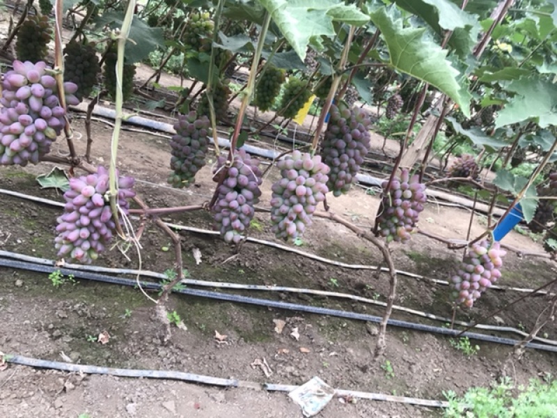 茉莉香葡萄🍇