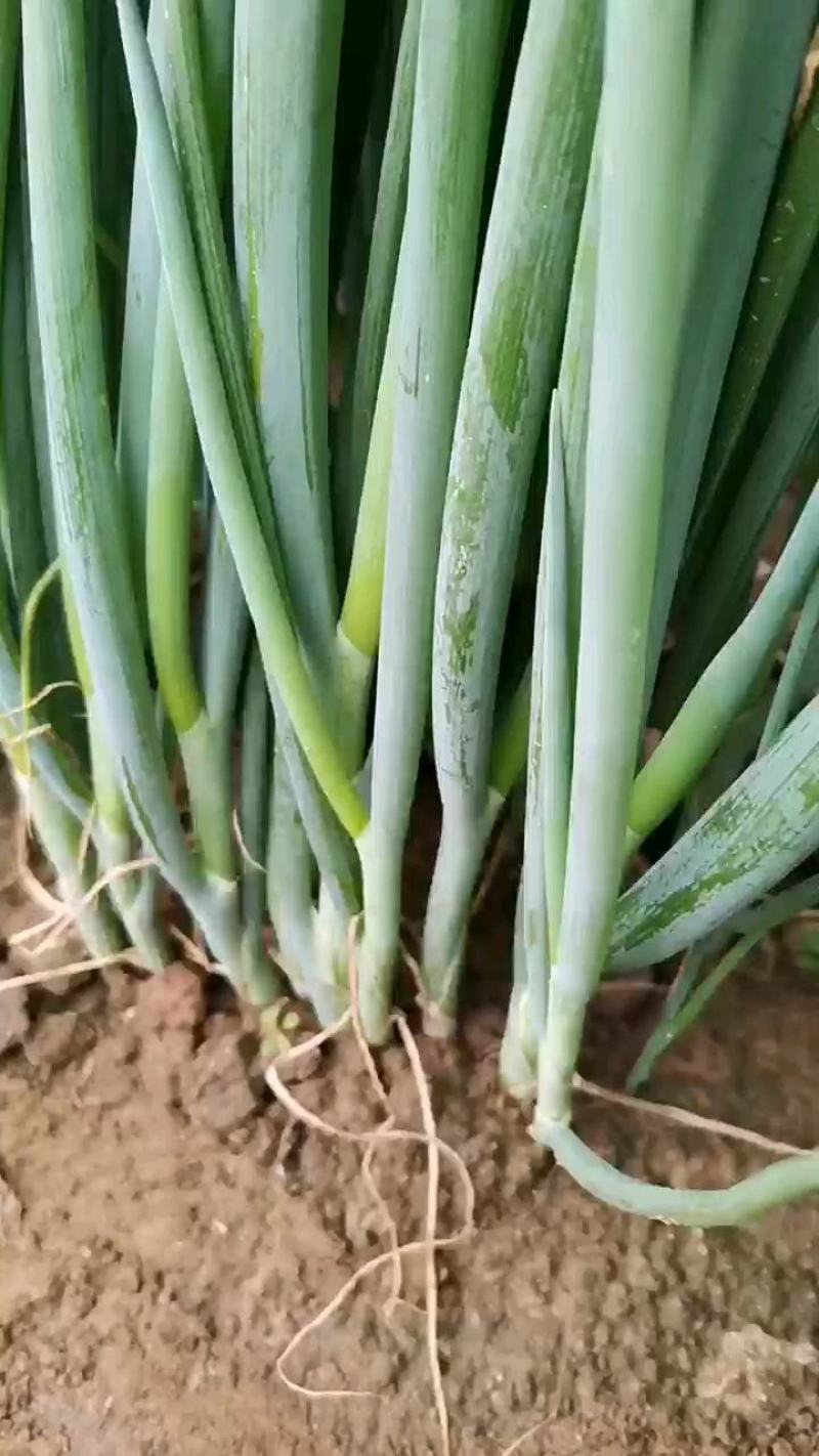 【热销】山东大葱苗，大量上市，钢葱铁杆葱苗，规格多样，价优