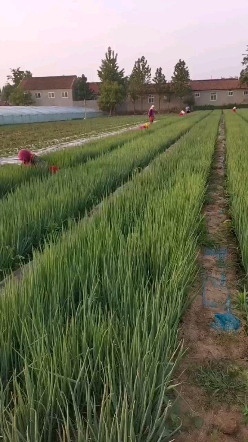 【热销】山东大葱苗，大量上市，钢葱铁杆葱苗，规格多样，价优