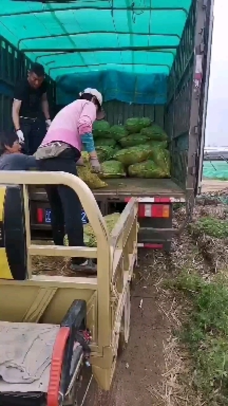 葱苗山东铁杆钢葱葱苗大棚种植货量足品种齐直供市场基地