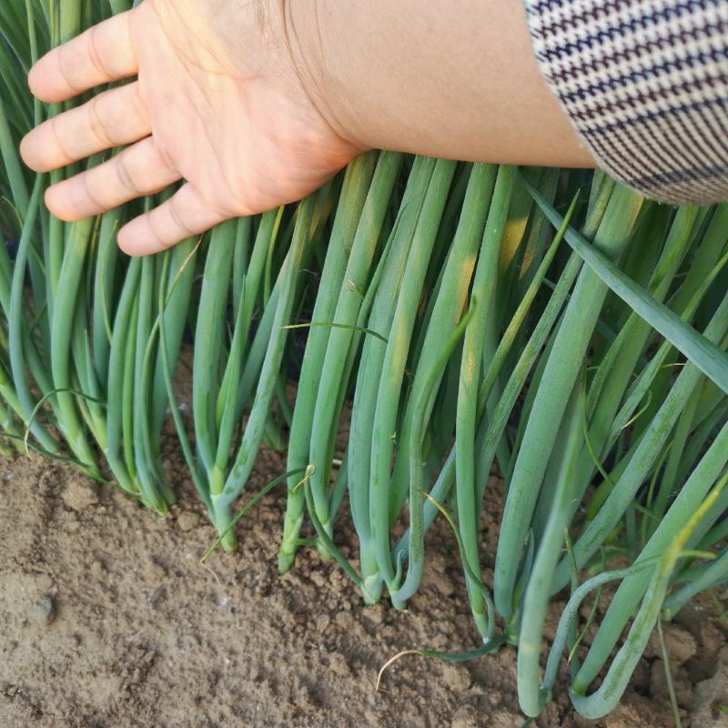 葱苗山东铁杆钢葱葱苗大棚种植货量足品种齐直供市场基地