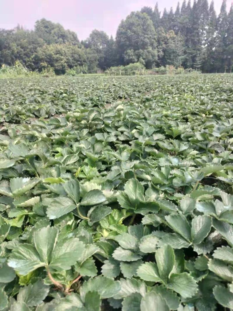 巧克力草莓苗、红颜草莓苗预定