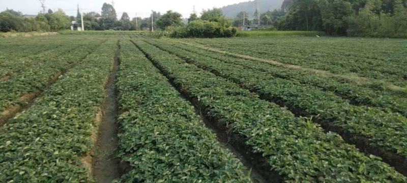 巧克力草莓苗、红颜草莓苗预定