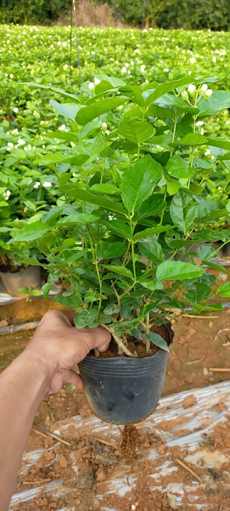 【批发】广西南宁，横州市茉莉花盆景，马岭镇富津村种植基地