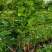 【批发】广西南宁，横州市茉莉花盆景，马岭镇富津村种植基地