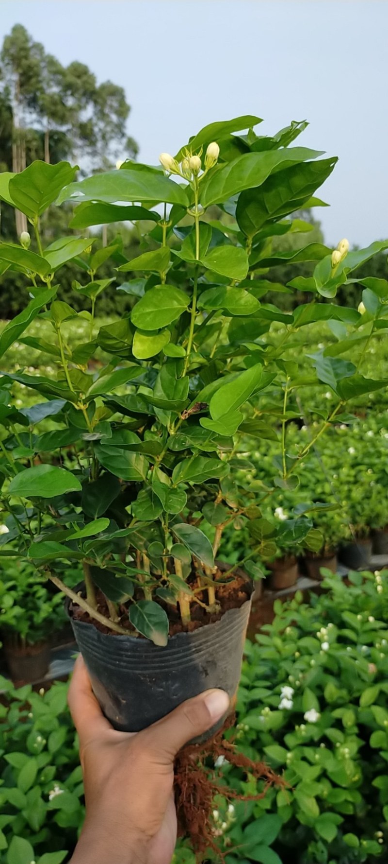 【批发】广西南宁，横州市茉莉花盆景，马岭镇富津村种植基地