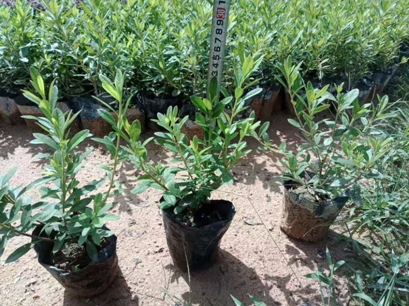 毛鹃绿化地被工程基地一手货源批发质量保证货源充足