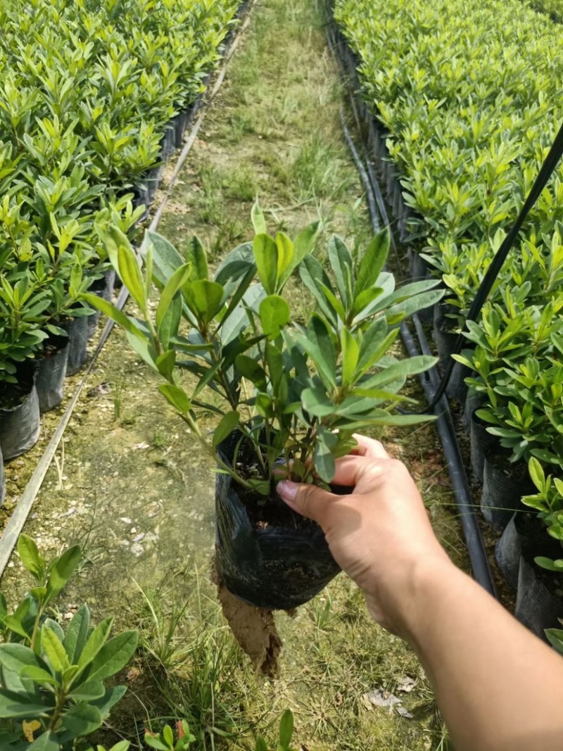 毛鹃绿化地被工程基地一手货源批发质量保证货源充足