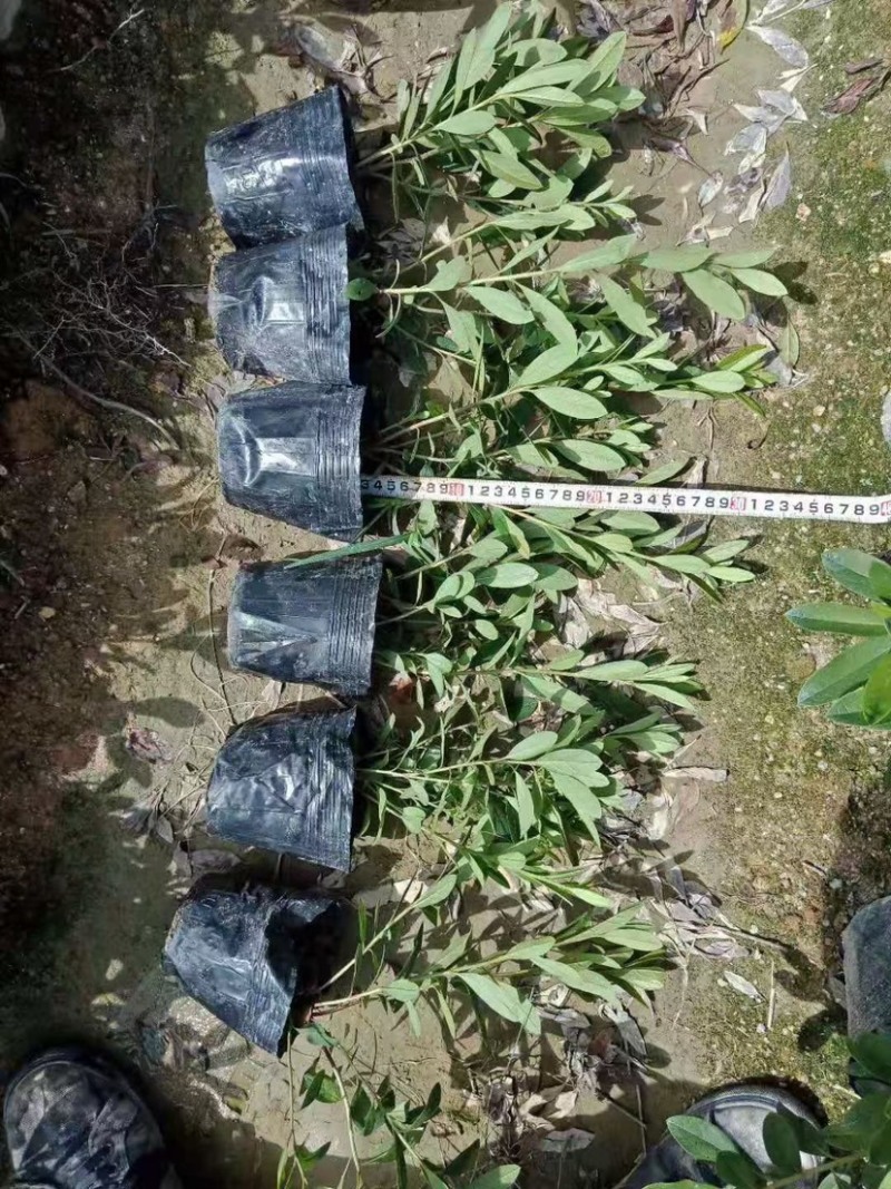 毛鹃绿化地被工程基地一手货源批发质量保证货源充足