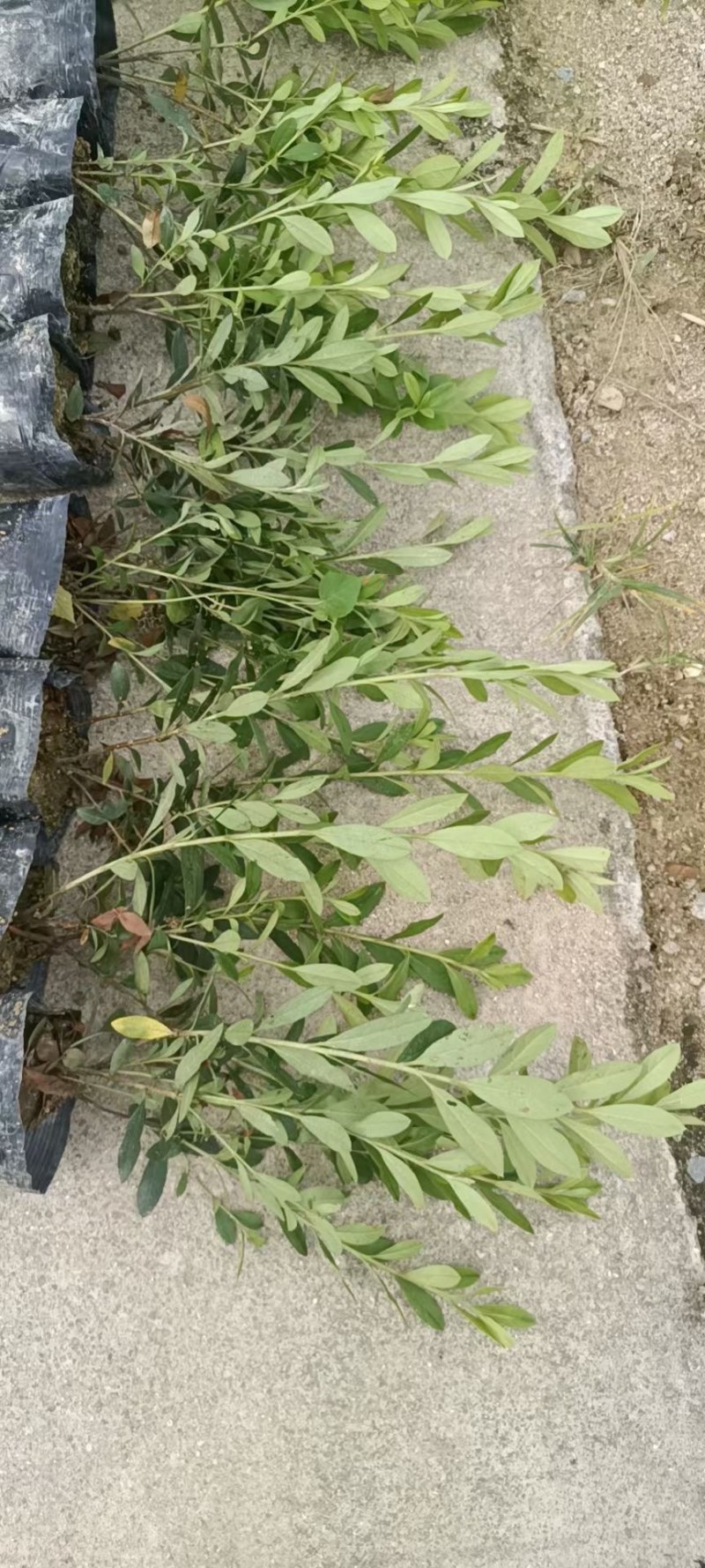 毛鹃绿化地被工程基地一手货源批发质量保证货源充足