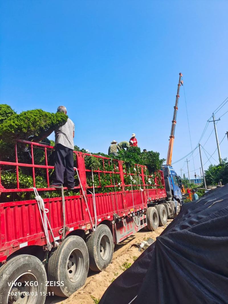 瓜子黄杨球基地直发，保证质量欢迎老板看货联系