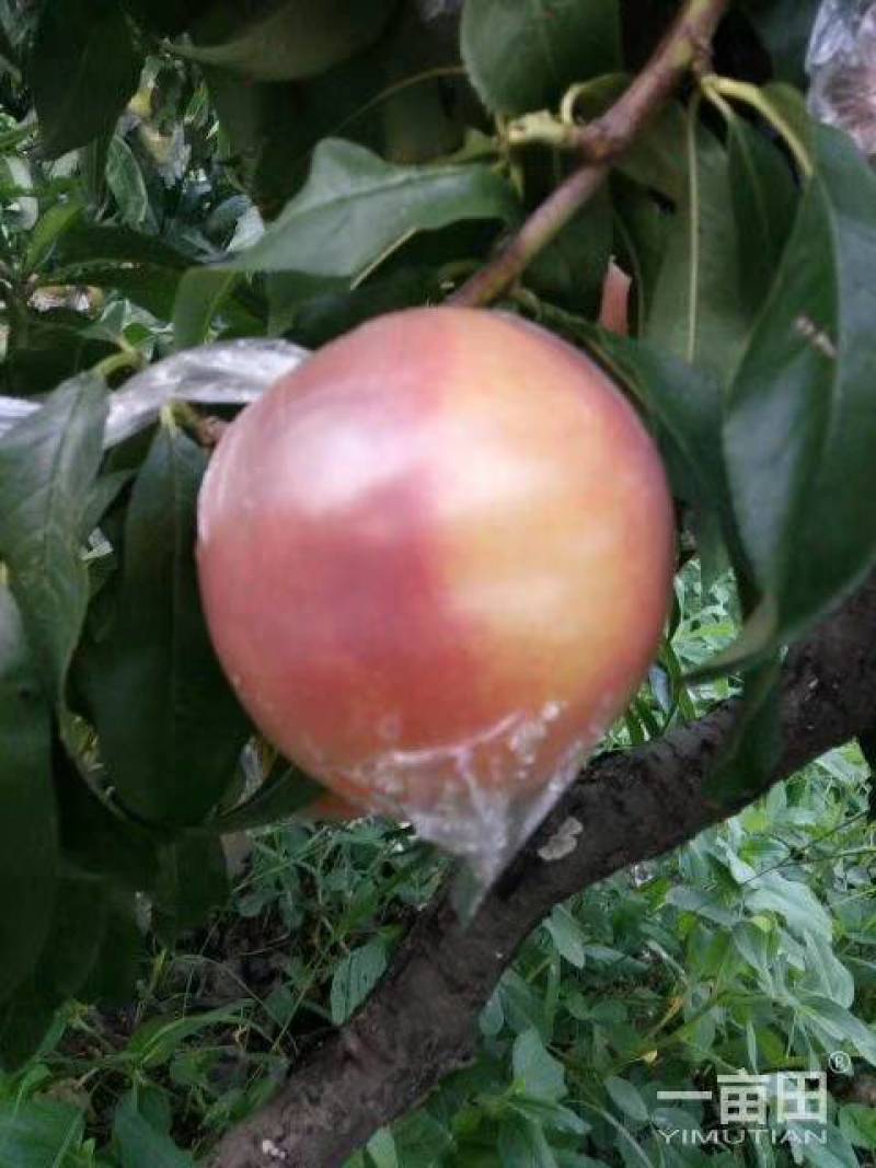 黄金桃