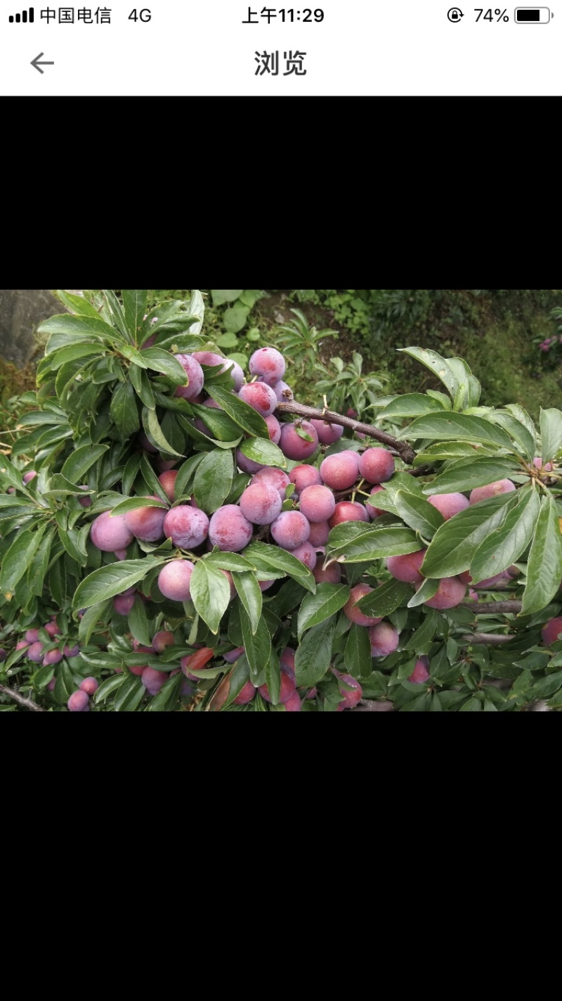 青红脆李产地直销代收代发