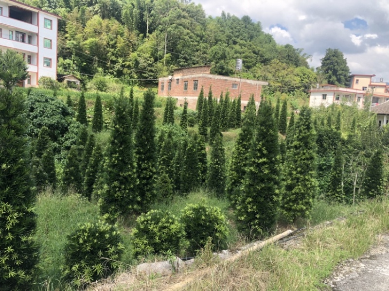 塔型罗汉松罗汉松塔种植基地农户直销