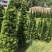 塔型罗汉松罗汉松塔种植基地农户直销