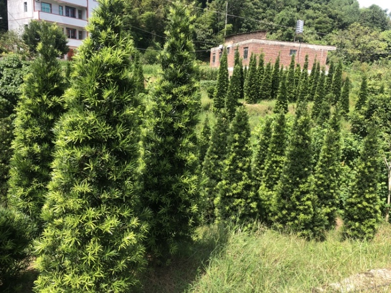 塔型罗汉松罗汉松塔种植基地农户直销