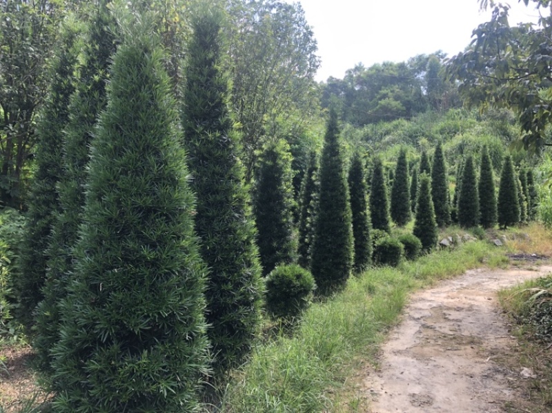 塔型罗汉松罗汉松塔种植基地农户直销