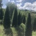 塔型罗汉松罗汉松塔种植基地农户直销
