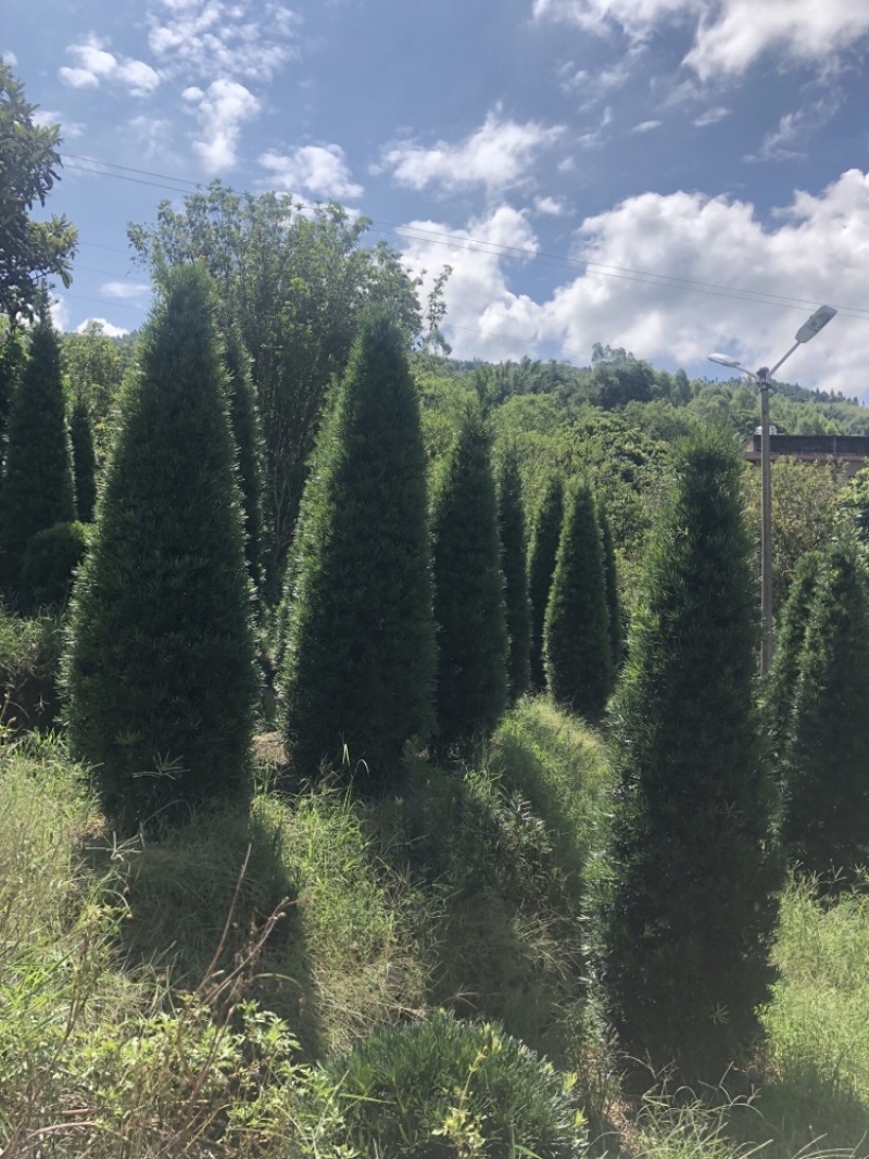 塔型罗汉松罗汉松塔种植基地农户直销