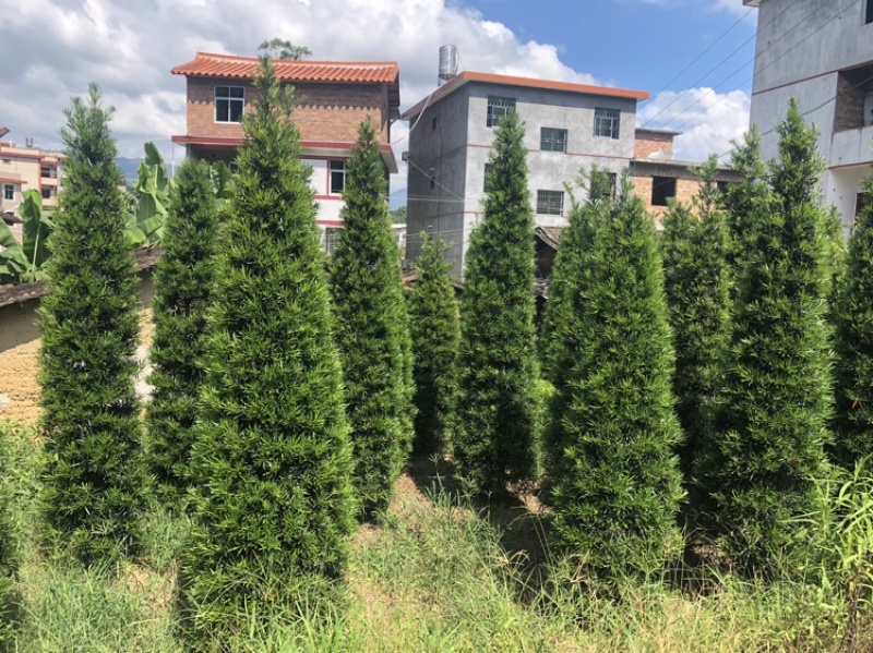 塔型罗汉松罗汉松塔种植基地农户直销
