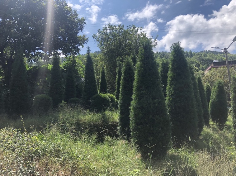 塔型罗汉松罗汉松塔种植基地农户直销