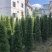 塔型罗汉松罗汉松塔种植基地农户直销